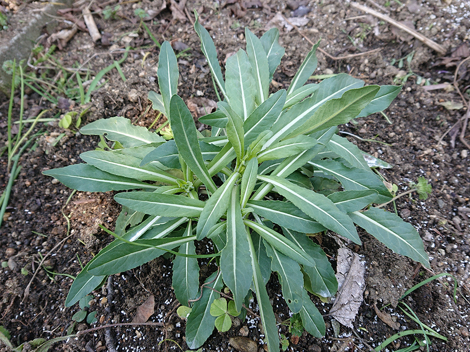 ブルーアイ：青い瞳の起源と遺伝子