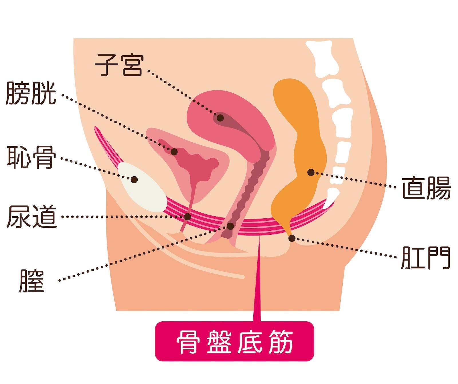 はじめてのセックス、その前に。わたしたちのHow to SEX【医師監修】