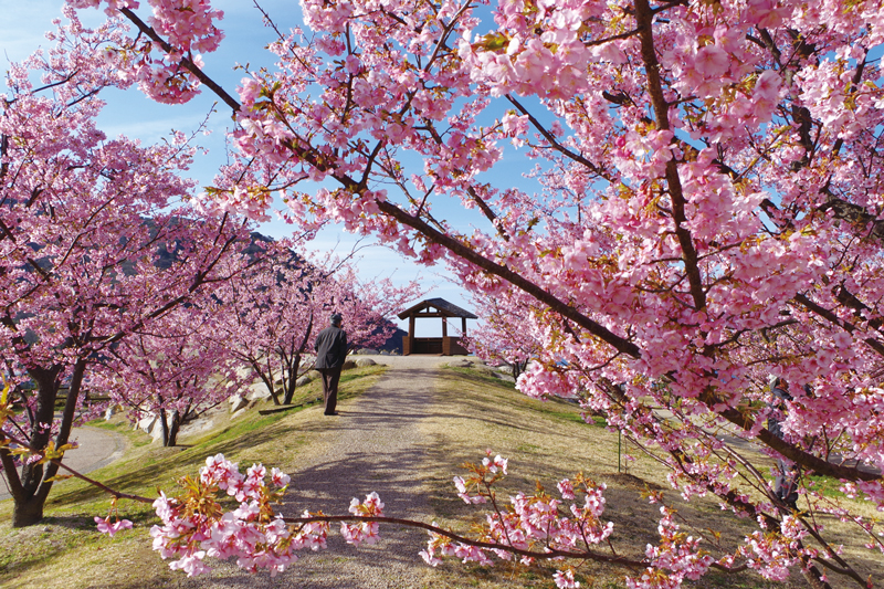 河津桜の観光・撮影スポットの名所 - 東海カメラマップ