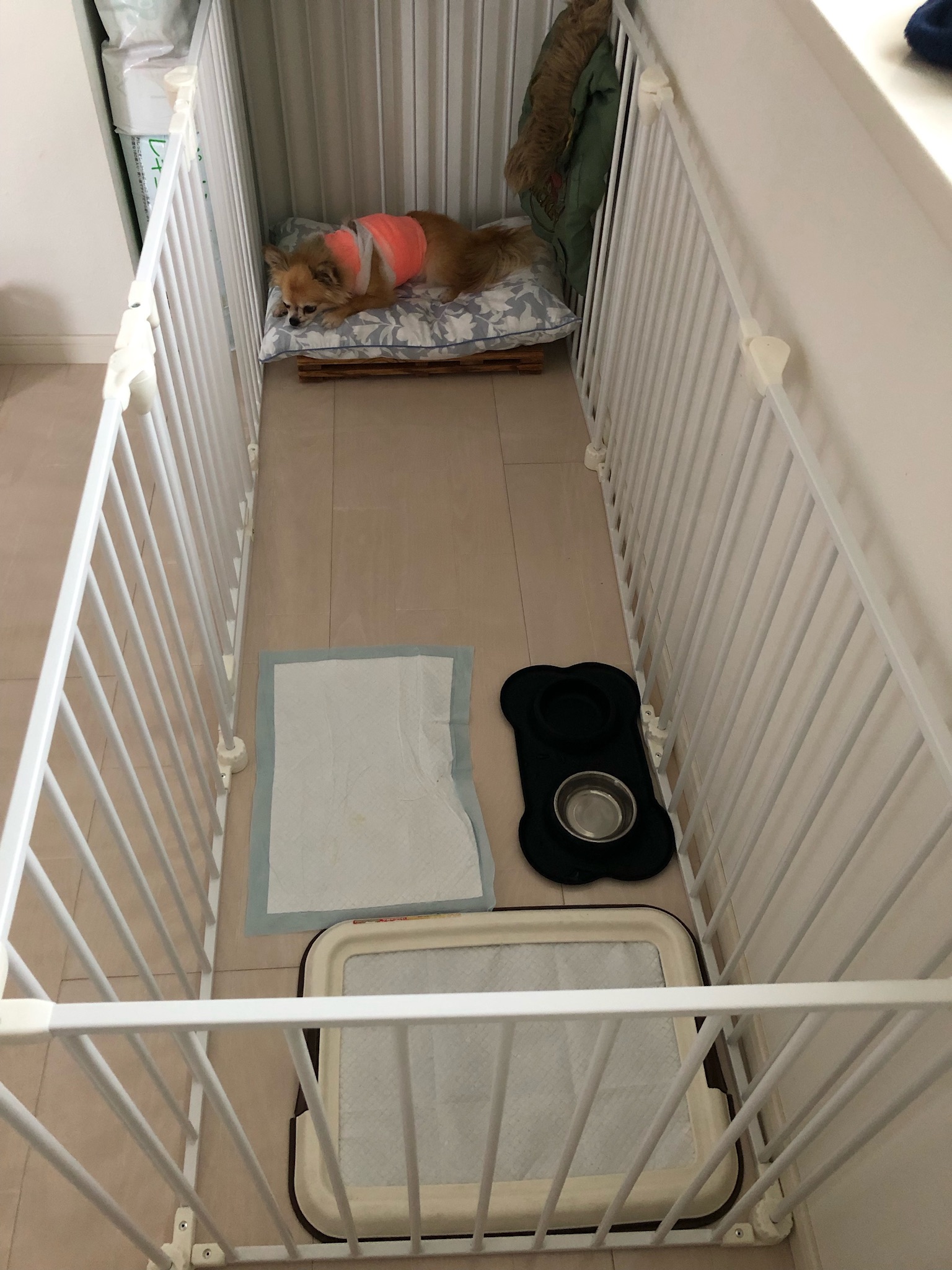 犬と暮らす家のアイデア集6選 豊富な事例で紹介