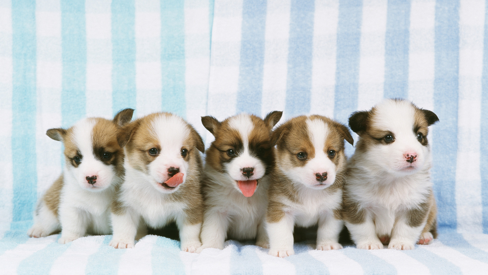ミニチュアシュナウザーの子犬が６匹生まれました！静岡県浜松市中央区の動物病院TPC浜松動物総合病院