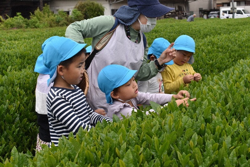 お茶をもらったよ みしまっこ日記三島硫黄島学園