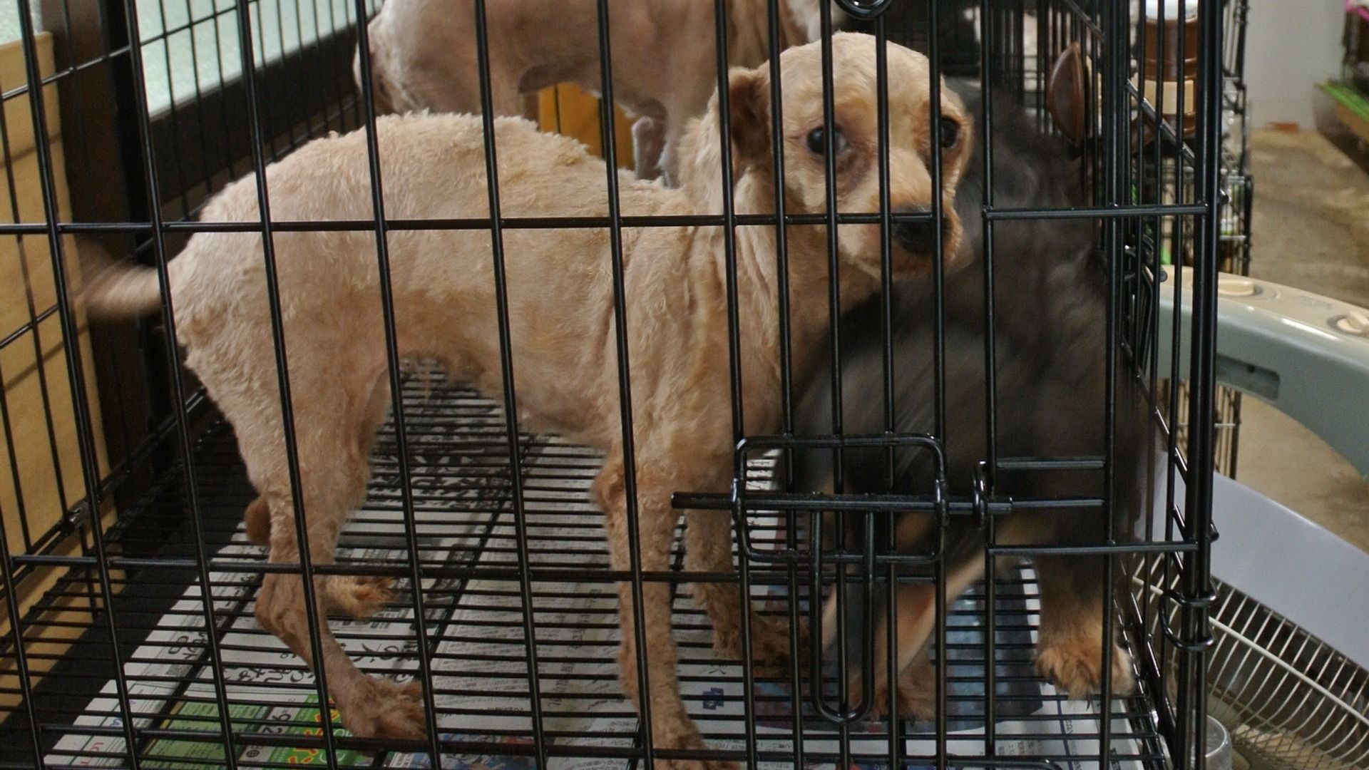 桃太郎の家来をキジの代わりに召集するとしたら、何にする？ - For your LIFE