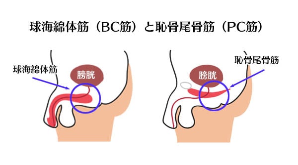 もしかして自分は早漏？そんな早漏の悩みの雑学をご紹介