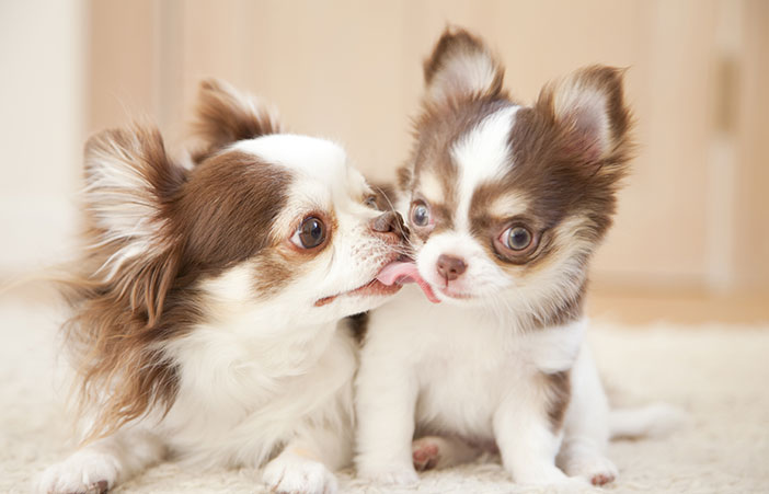 犬は親子を認識して覚えている？兄弟は？愛犬の親兄弟を探す方法もある