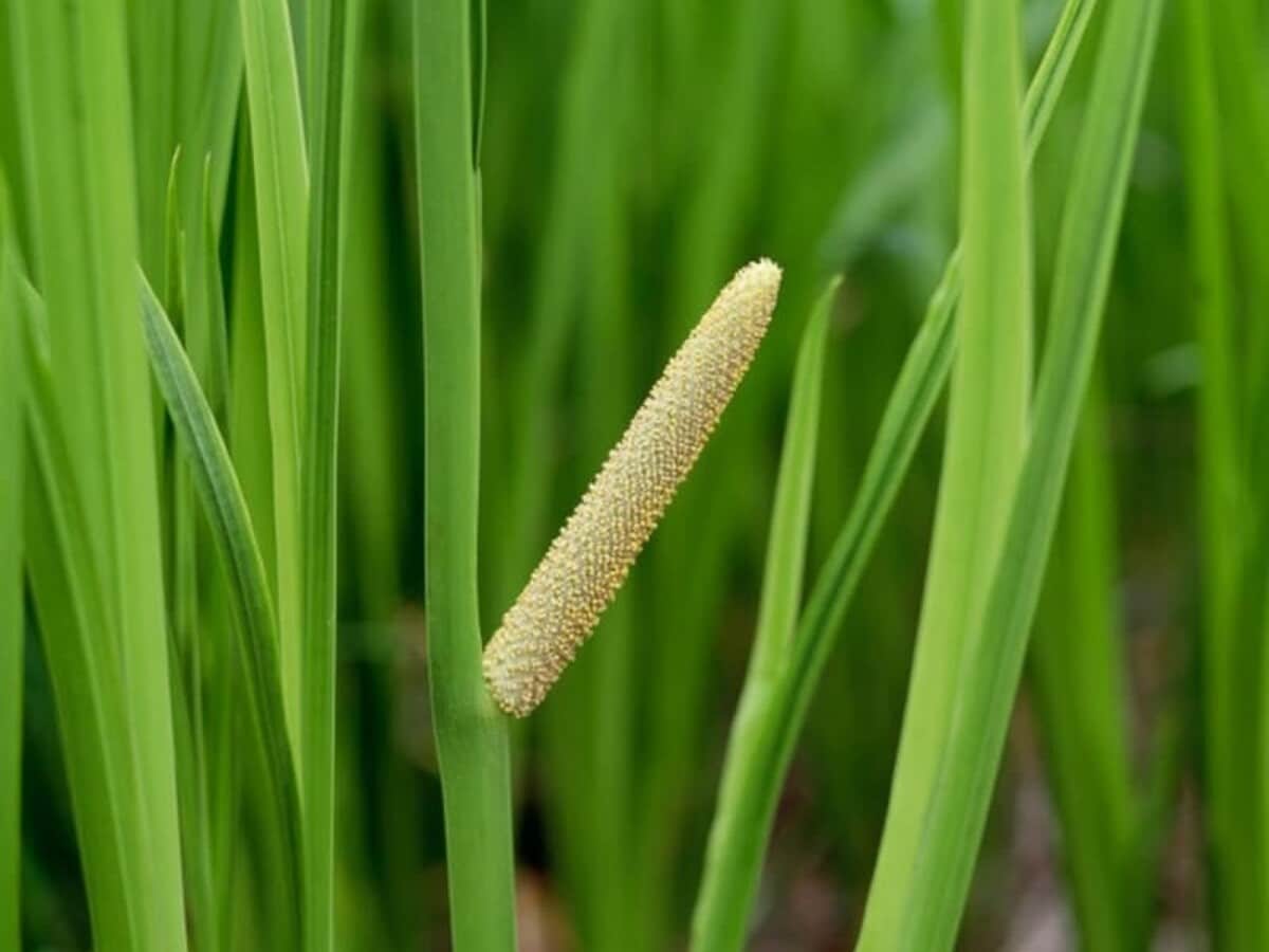 端午の節句で菖蒲湯に赤ちゃん入れてOK？注意点は？調べてみた！ムクロジの生活