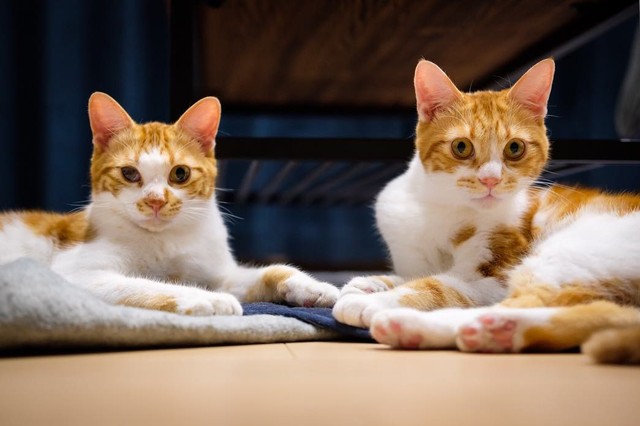 初めての猫」はそっくりな猫兄弟一緒に歩んだ家族の軌跡に感動♡ねこちゃんホンポ
