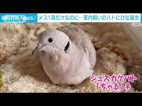 ベランダに鳩の卵⑤植物と生き物を愛する Forest-Muse のブログ