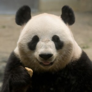 パンダ・顔：イラスト無料