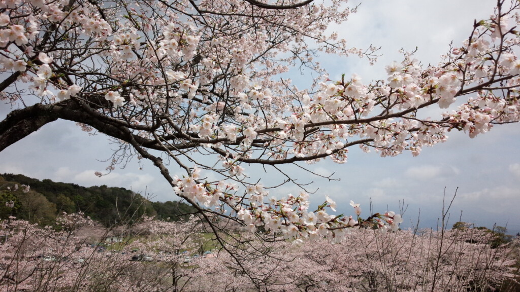 天神夫婦桜福島県郡のおすすめ観光・レジャースポット旅色