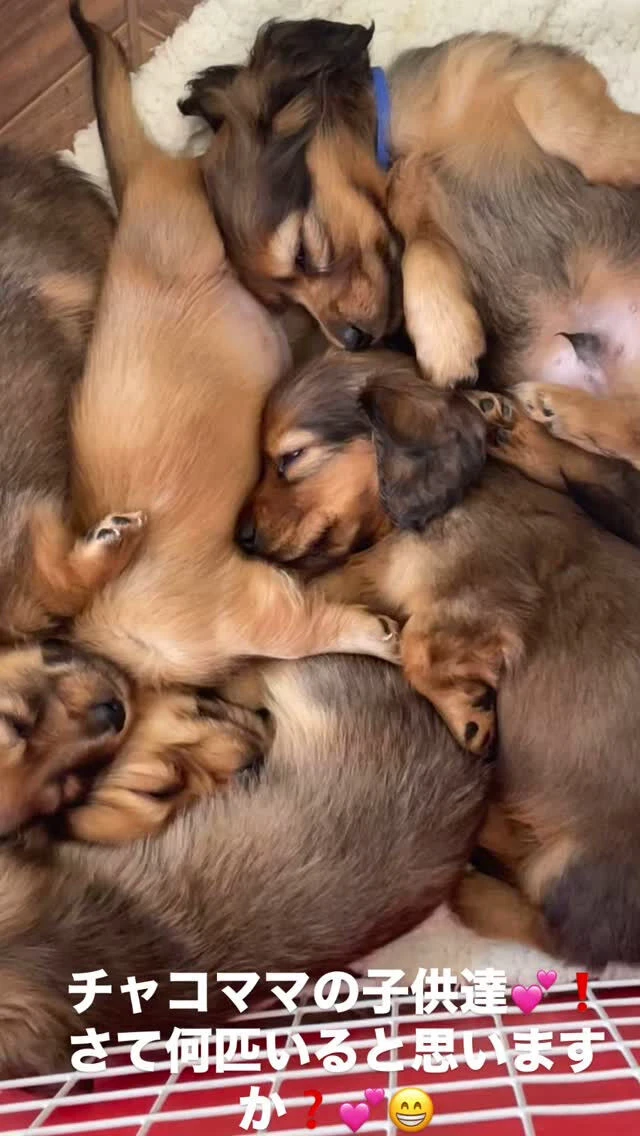 犬は小さい子どもと一緒に暮らせる！ 犬を飼いたい家庭に獣医師がアドバイスワンクォール