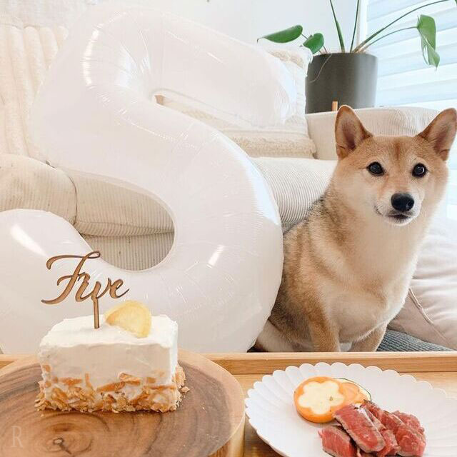 ペットグッズ 室内犬の誕生日プレゼントおすすめアイテムランキング 1ページ Ｇランキング