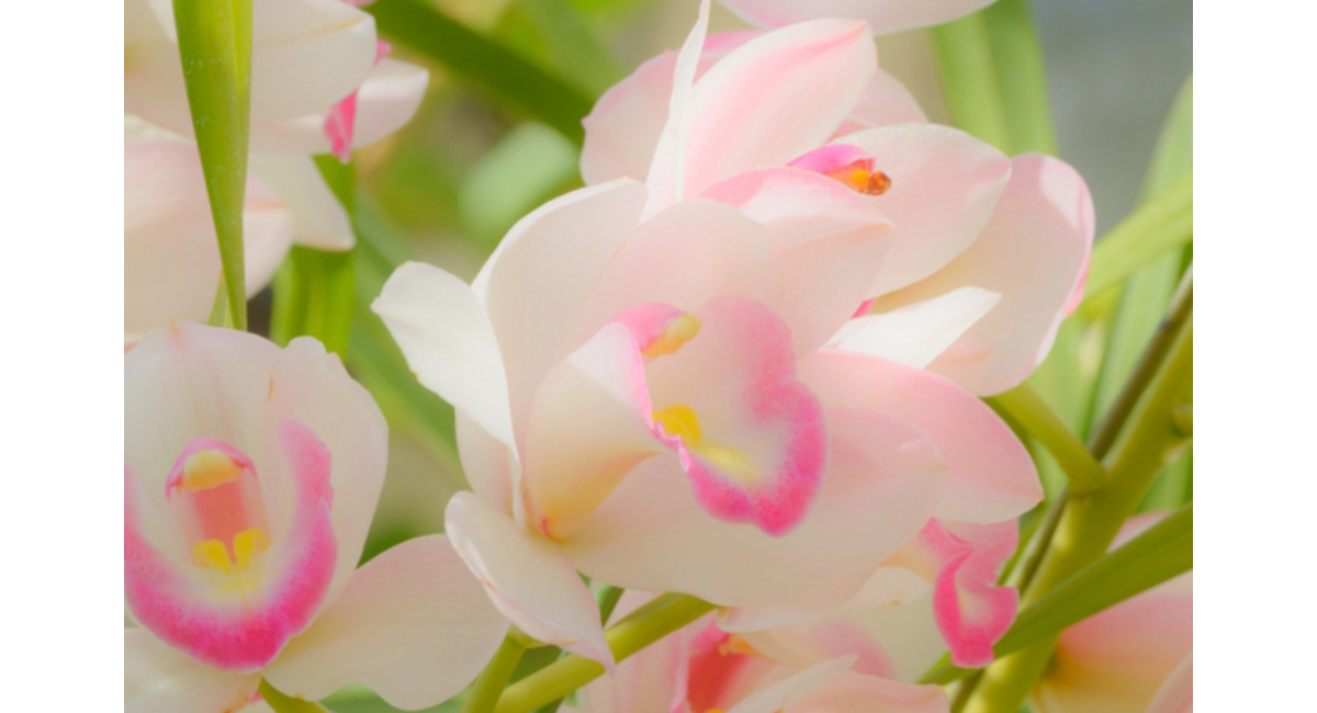 3月の誕生花と花言葉 3月のお誕生日に誕生花をプレゼントしようギフト・インテリア・雑貨のECサイト 通信販売