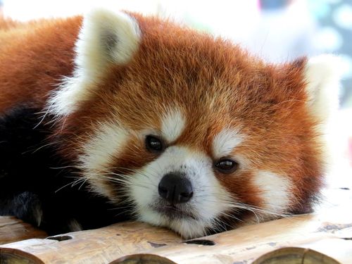 Awesome City ClubAwesome VIP Club