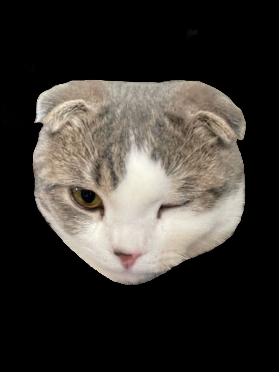 顔隠し インスタ Gif 猫の口TikTok