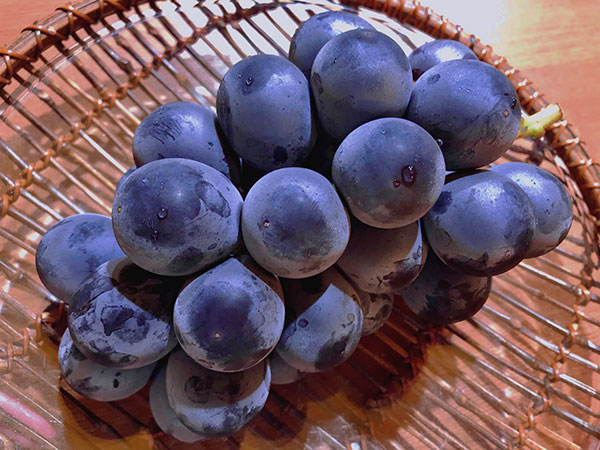 約2kg 3〜4房藤稔 ふじみのり山梨県産ぶどう JAふえふきを税込・送料込でお試しサンプル百貨店豊洲市場ドットコム