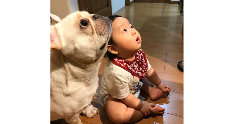 動く！仲良しなネコとイヌ - LINE スタンプLINE STORE