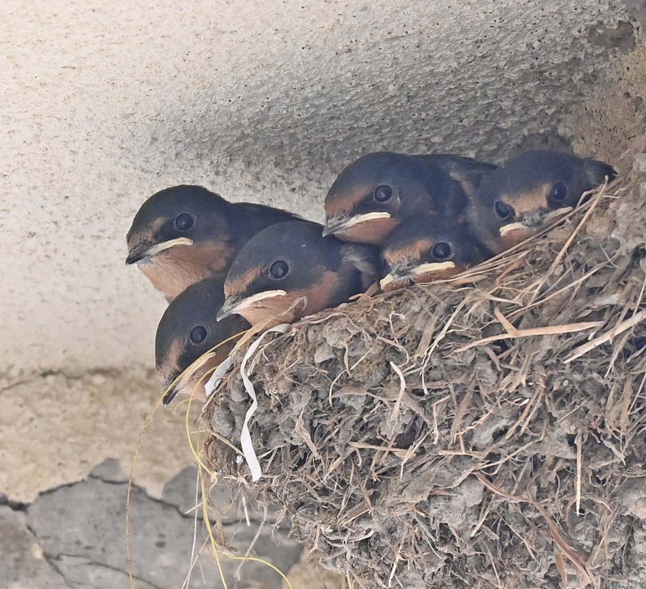 4K ツバメの子供 Baby Barn Swallows - YouTube