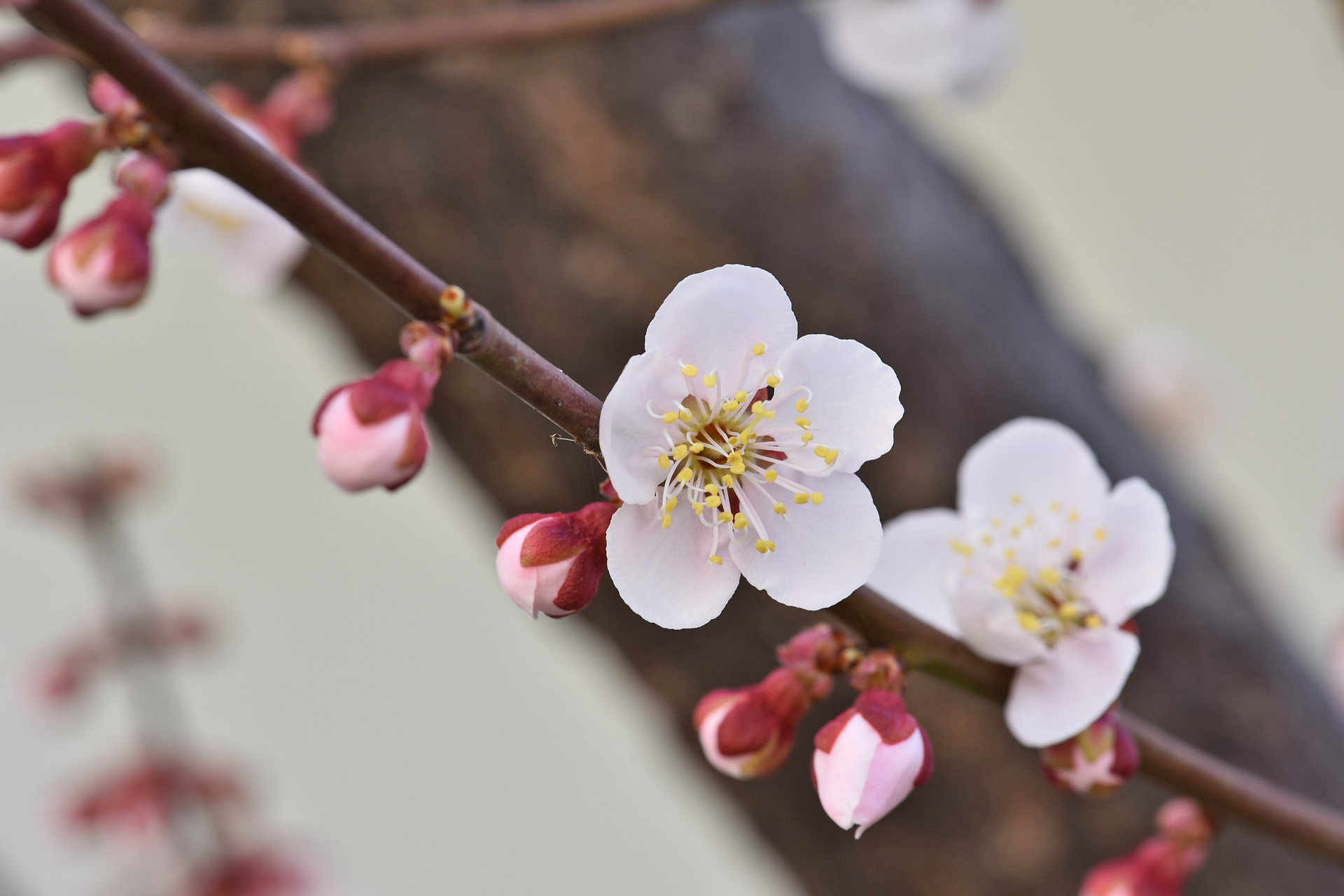 梅は春の喜びをあらわす花～平安前後の和歌に見られる梅～ 季節・暮らしの話題 2021年02月27日- 日本気象協会 tenki.jp