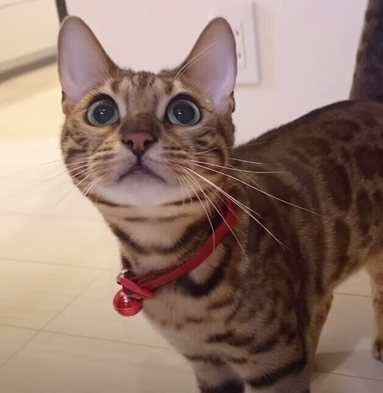 にゃいパパHOME麺ブログ