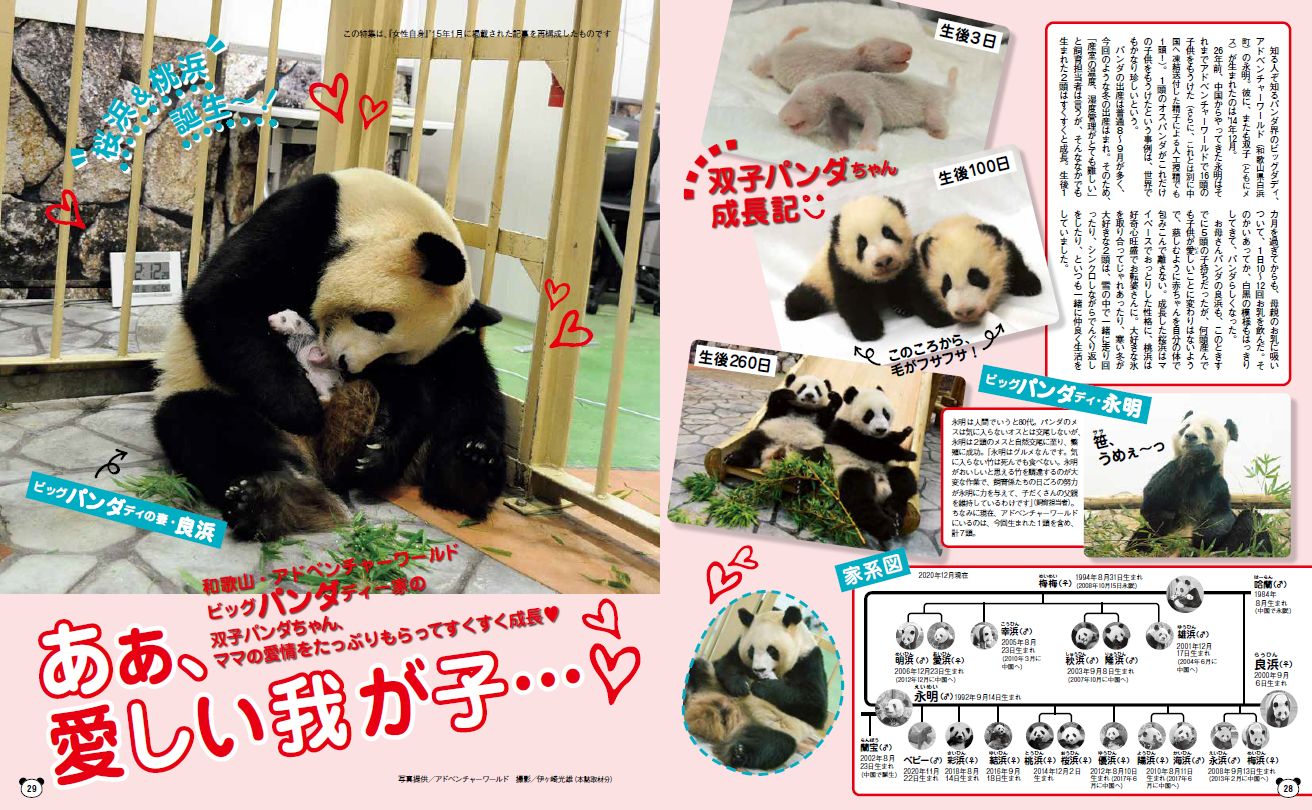 顔のない女飛ばないパンダ