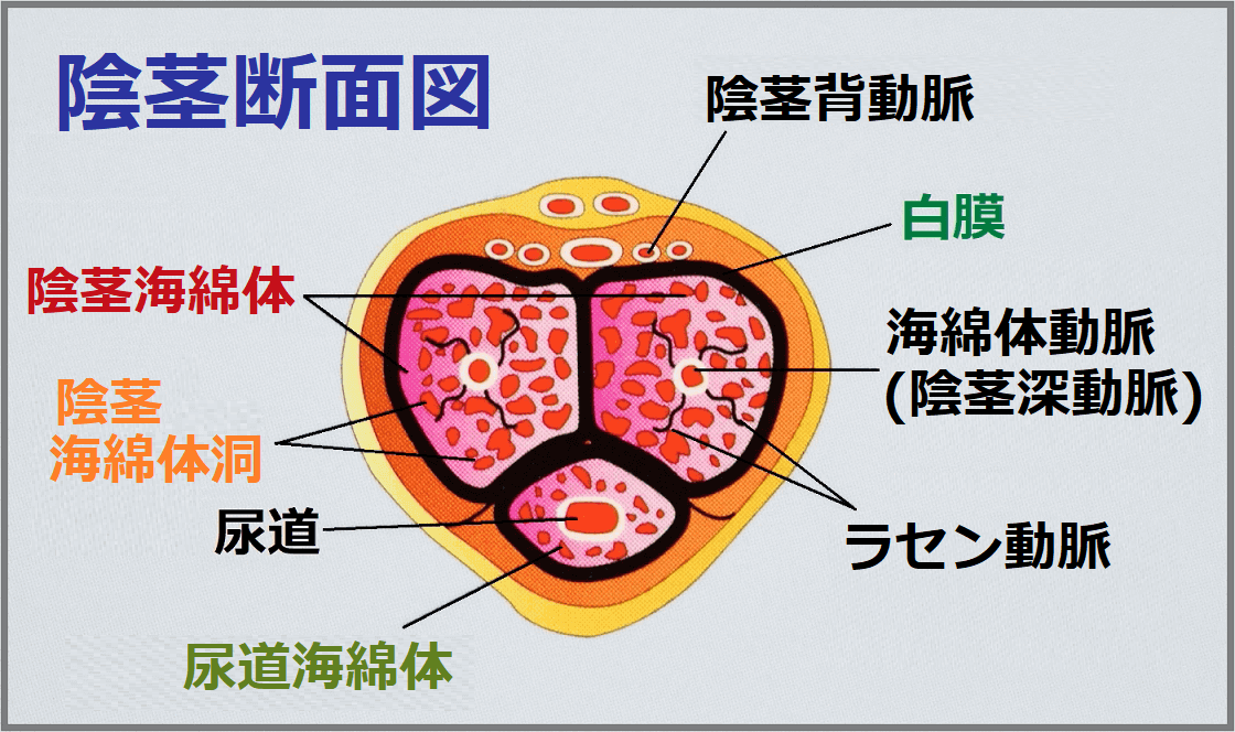 Yahoo!オークション -「神田 るみ」(その他)