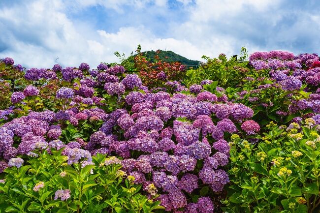 2018年4月 大分県中津市土砂災害 -