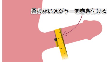 ペニスサイズの正しい測定手順 | 日本公式 |