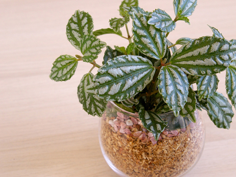 お部屋の運気をアップ！風水アドバイザーおすすめ観葉植物ノイエ-Neue-“家”と“暮らし”をもっとステキに楽しく。新しい「好き」がきっと見つかるウェブマガジンフジ住宅株式会社