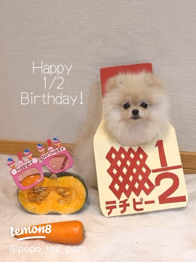 楽天市場 ハーフ バースデー ケーキ 犬用品ペット・ペットグッズ の通販