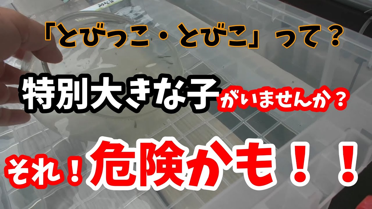 小粒な魚卵「とびっこ（とびこ）」とは？主な産地と豆知識 – かね徳｜創作珍味・とびっこ