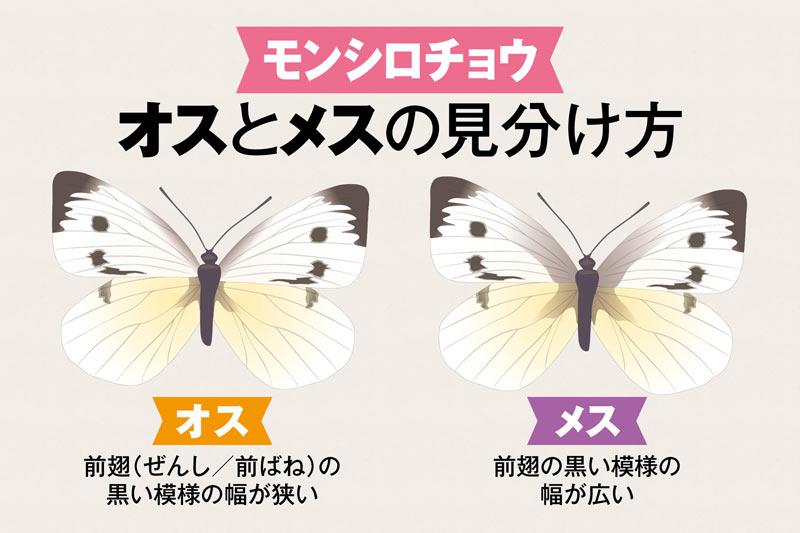 ちょう・が むしみつけたよ〜園児たちのむし図鑑エコロコプロジェクト