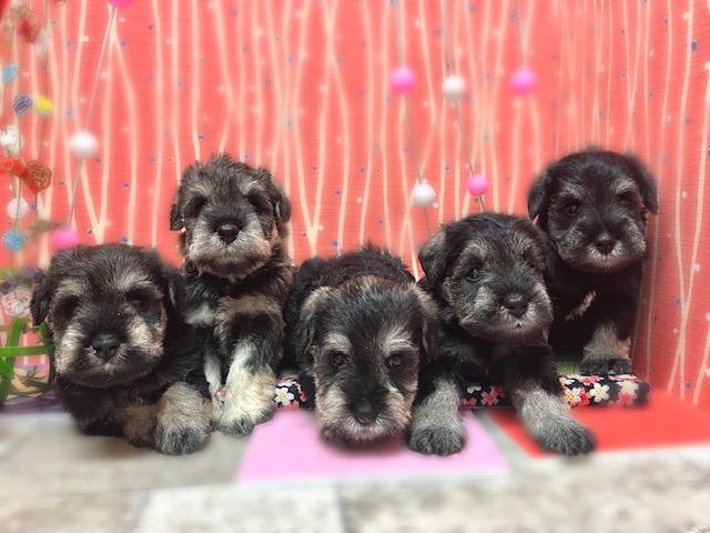 赤ちゃんが後ろに転んでしまったら、2匹の犬が 尊すぎる『即座に心配する光景』が27万再生「最高のボディーガード」「なんて頼もしい」と称賛わんちゃんホンポ