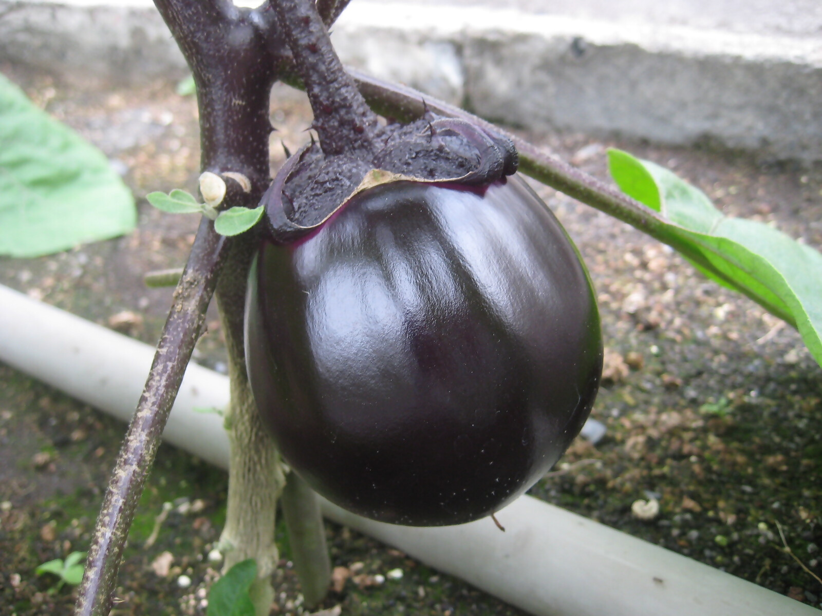 8月の野菜（なす、ミニトマト、スイートコーン） - 北九州市