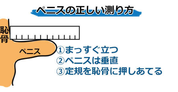 ペニスの平均サイズ | ネットのくすり屋さんコラム