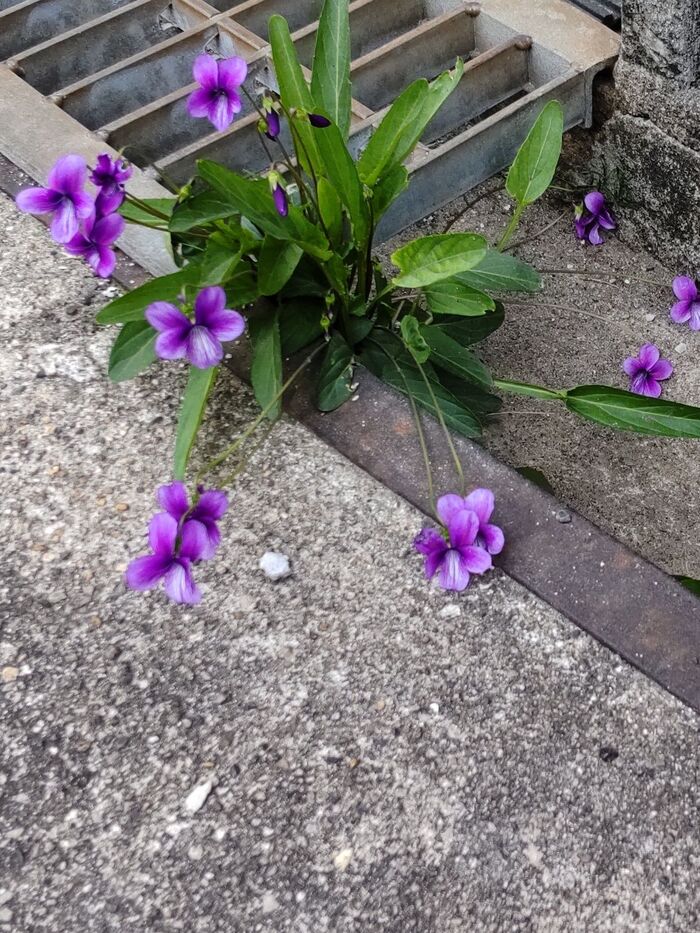 スミレ 菫- 野の花ノート