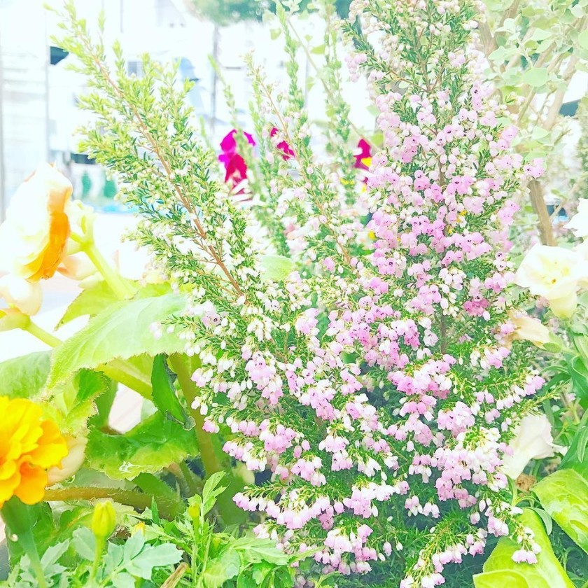 愛に関連する花言葉一覧をまとめました。おしゃれなお祝い花通販Sakaseru