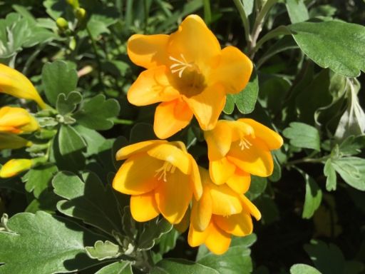 花言葉』に乗せて“大切なあの人へ”気持ちを届けよう♪＋フラワーギフトアイデア集 2ページ目キナリノ