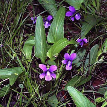 ブルアカ苗字考その⑦ ～存続が危ぶまれる苗字～推定10世帯以下 jury