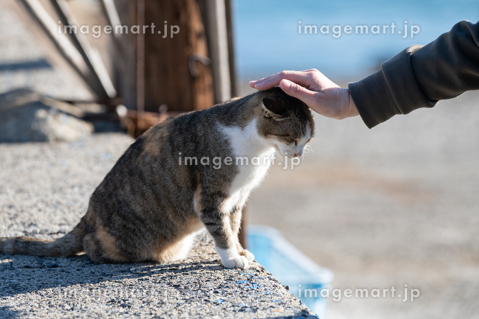 猫の頭を撫でる手 - No: 25547053写真素材なら「写真AC」無料 フリー ダウンロードOK