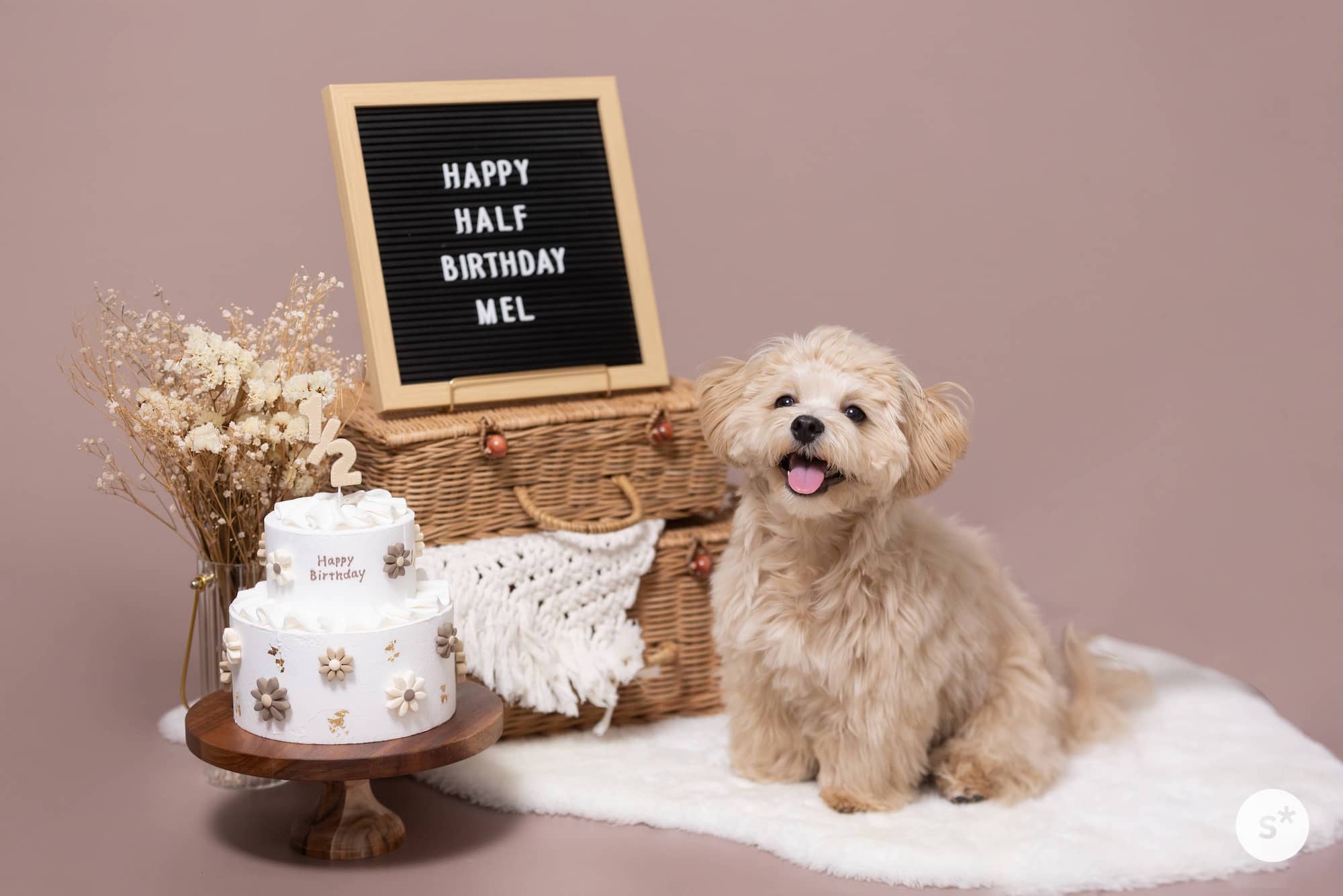 犬用誕生日ケーキの人気ランキングTOP15ワンコnowa