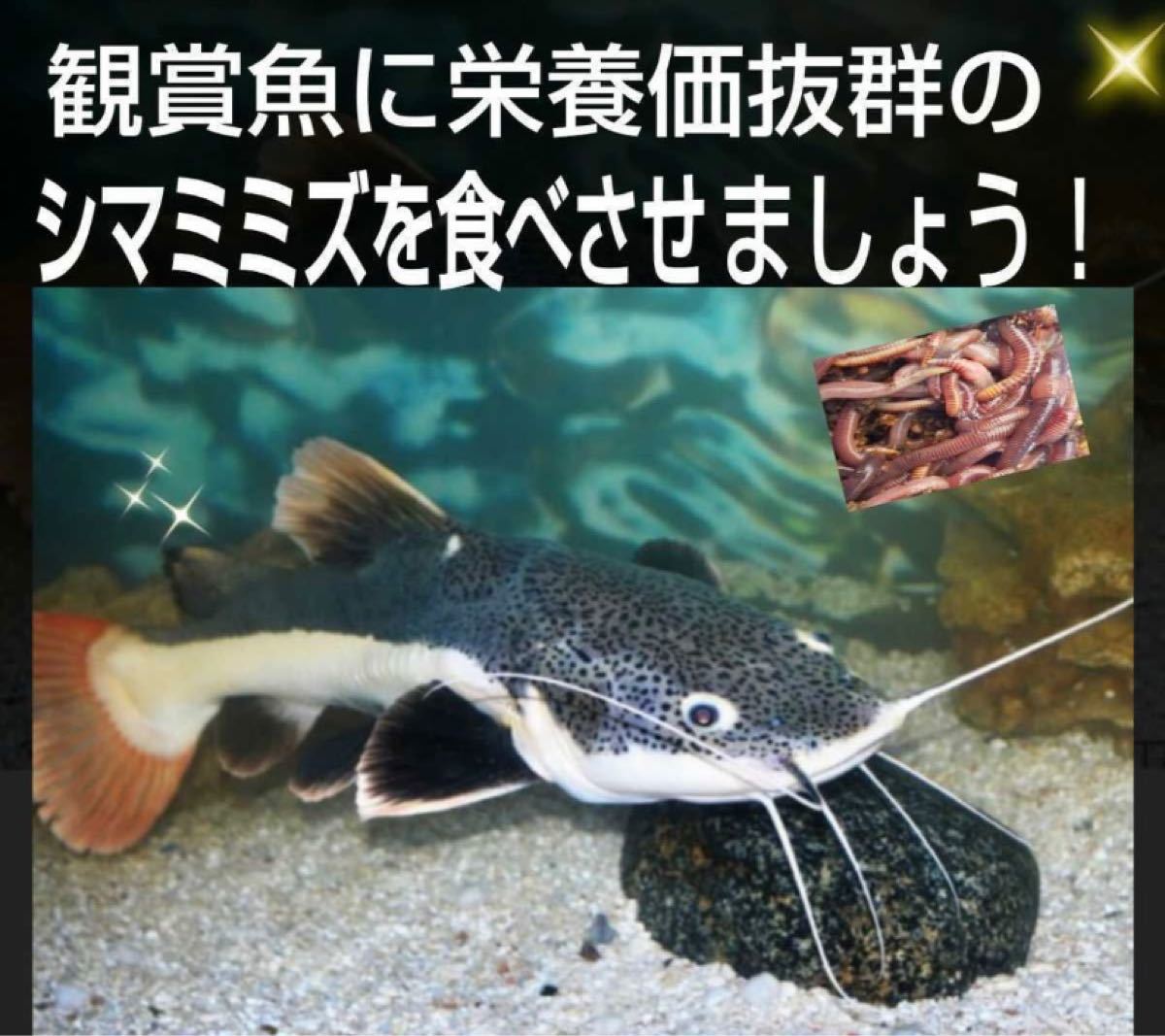 ☆シマミミズ【1000匹】☆小魚のエサ イモリ カエル餌 ミミズコンポスト(エサ)｜売買されたオークション情報、Yahoo!オークション(旧ヤフオク!) 