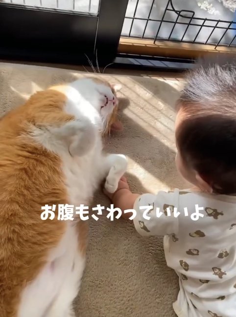 猫と赤ちゃんの楽しい日常TikTok
