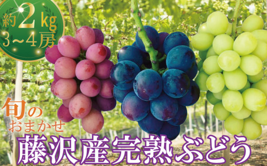 ぶどう農家40年の結晶！最大級の種なし巨峰「藤稔 ふじみのり 」が宮崎県新富町ふるさと納税返礼品として先行予約スタート一般財団法人こゆ地域づくり推進機構のプレスリリース