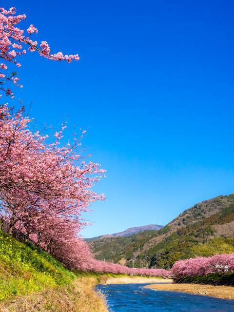 四浦展望台 津久見市にある四国と桜を一望できる展望台│LOG OITA