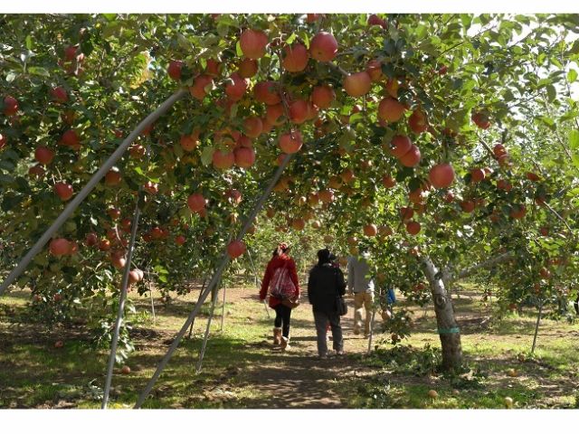 信州！りんご三兄弟を覚えておいてください農畜産物長野県のおいしい食べ方
