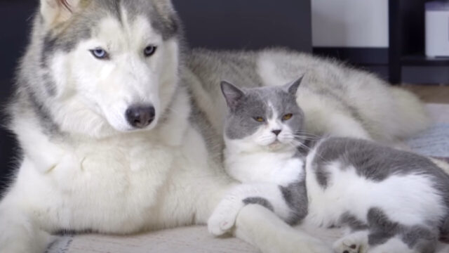 富良野保健所からミックス犬4頭のSOS！！: しっぽレポート