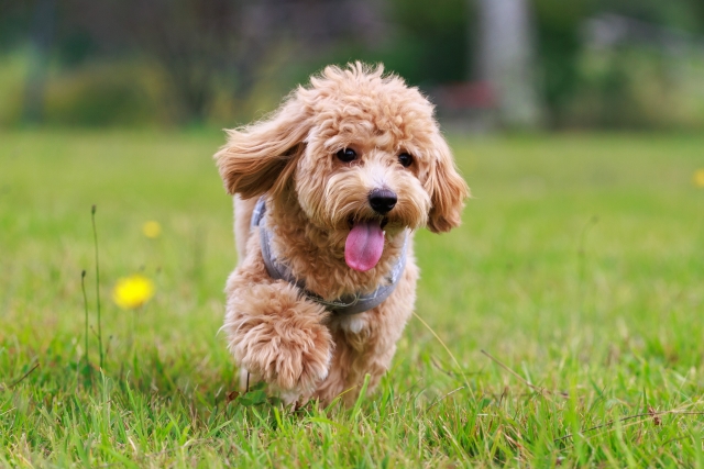 干支の性格 長所・短所 や相性が丸わかり干支がわかる