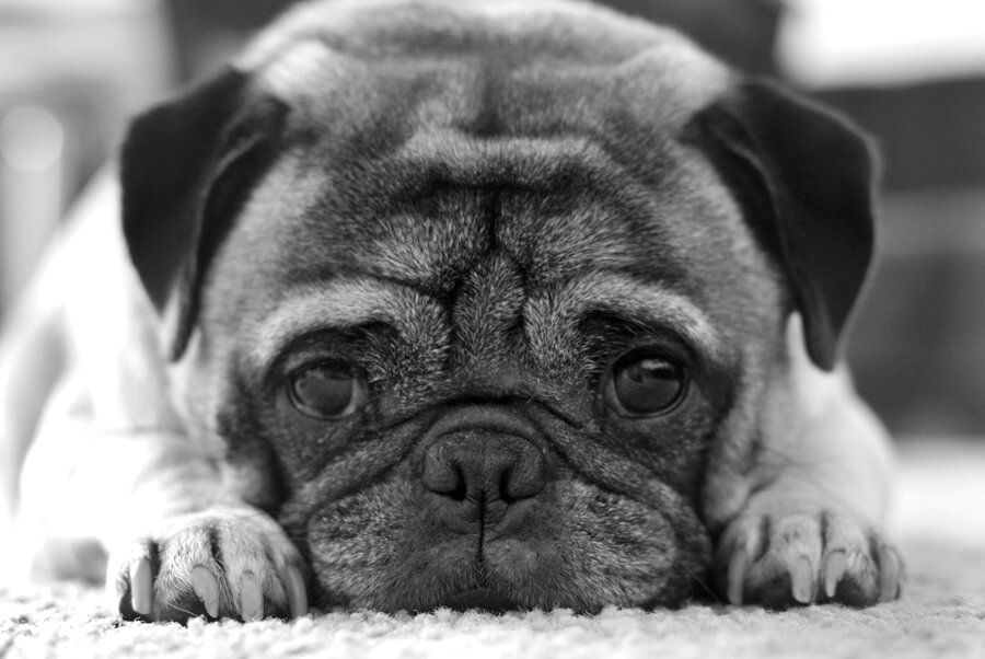 フジテレビドラマ「まだ結婚できない男」に出るパグ”SMILE DOG WEAR～世界のワンちゃんに笑顔を～