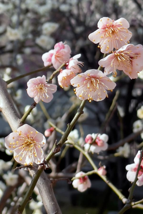 南高梅の花が満開梅干しの通販 和歌山の南高梅専門店熊平の梅